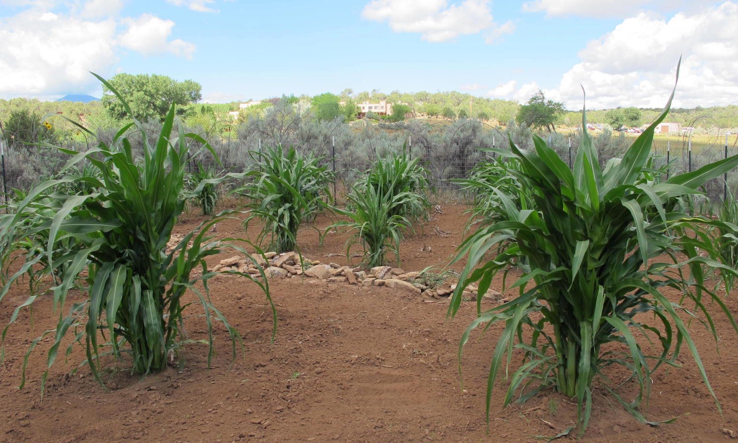 A view from the Check Dam Garden.