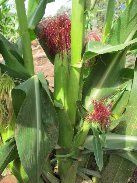 5. Silking is defined as when the silk has emerged from the husk surrounding the developing cob and is capable of receiving pollen. A single silk will deliver pollen and develop into individual kernel. Once the silks have begun to dry and shrivel, this growth stage has ended.