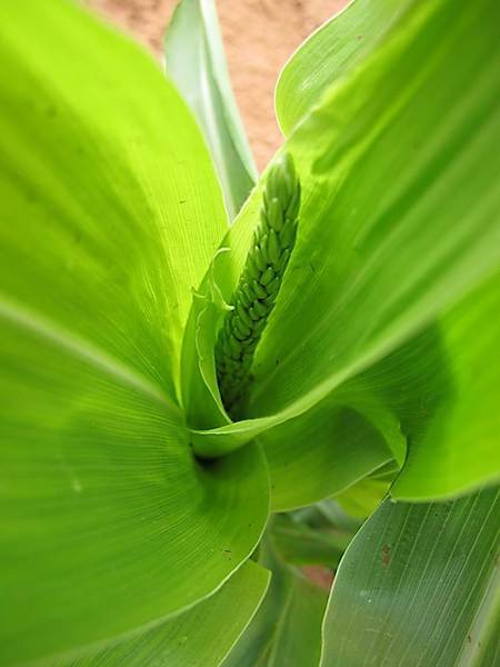 1. Early tassel development is defined when the tassel bud starts to emerge from the central enclosing leaves at the top of the stalk to the time the tassel spike begins to branch.