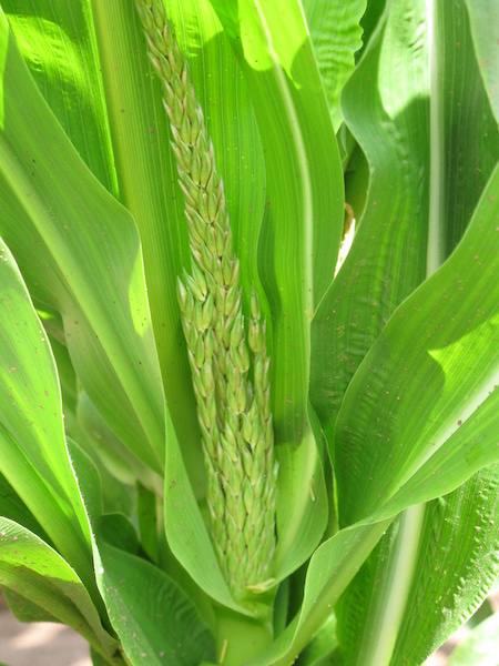 2. Tassel development continues when the tassels (male flowers) emerge from the central cluster of leaves and begin to branch. This stage ends when the anthers (male flowers) emerge from the glumes of the tassel and the pollen begins to shed.