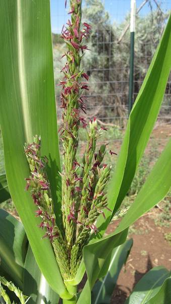 3. Tasseling is nearly complete when the apex inflorescences (a group of flowers) begins to open. The anthers (male flowers) emerge and begin to shed pollen. At this stage the stalk has produced all its leaves and the plant has reached full height.