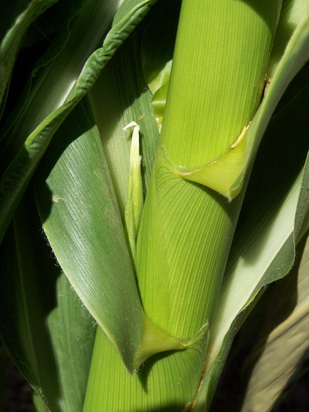 4. Silk development is defined when ear shoots become visible in the nodes (between the leaf and stalk) until the silks have fully emerged and receive pollen.